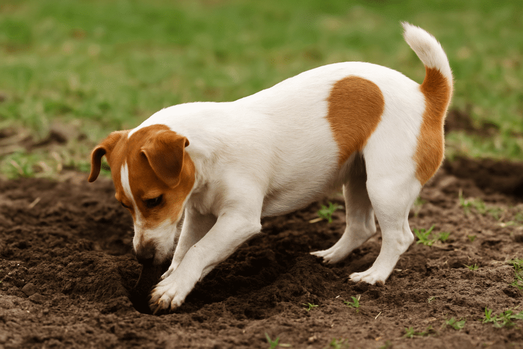 How to Stop Dog Digging
Terrier breed dog digging in soil, showing instinctual digging behavior.